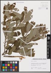 Foto von Salix cinerea L.